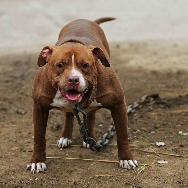 最新比特犬品种介绍，特点、培育与养护指南