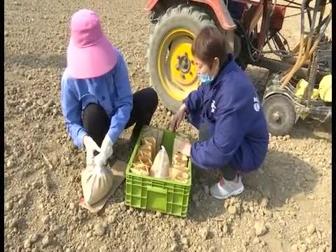 驻马店小麦价格最新行情分析揭秘，市场动态与趋势预测